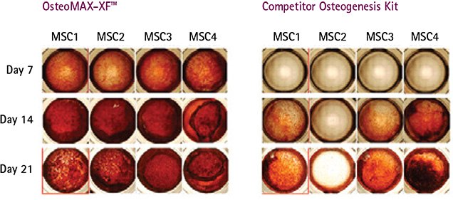 Mineralization kinetics of human bone-marrow derived MSC (Product No. SCC034) differentiated in OsteoMAX-XF™ Medium vs. leading competitor osteogenesis media. Mineralization kinetics of human bone-marrow derived MSC