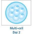 Multi-Cell Day 2 Multi-Cell Day 2