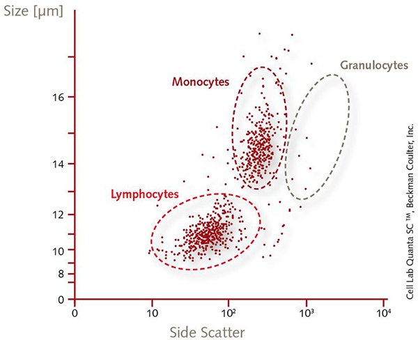 Human Mononuclear Cells (PBMCs) Human Mononuclear Cells (PBMCs)