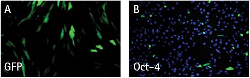 Fluorescent micrographs of HFFs transfected with a GFP RNA replicon control (A) or Simplicon™ Reprogramming RNA (B) and analyzed the following day to estimate transfection efficiency. The green signal in (B) reflects OCT-4 expression.