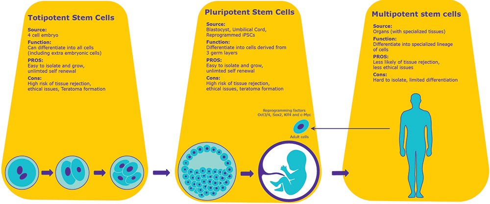 Stem Cell Types