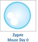 Zygote Mouse Day 0 Zygote Mouse Day 0