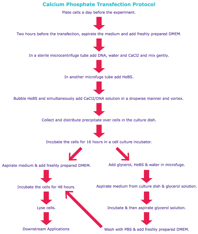 Calcium Phosphate Transfection Protocol Calcium Phosphate Transfection Protocol