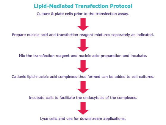 Lipid-Mediated Transfection Protocol Lipid-Mediated Transfection Protocol