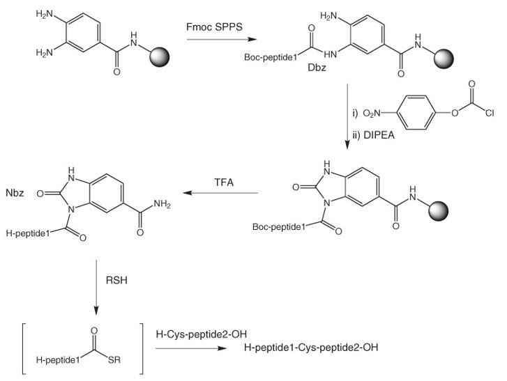 synthesis-peptid-thioesters synthesis-peptid-thioesters