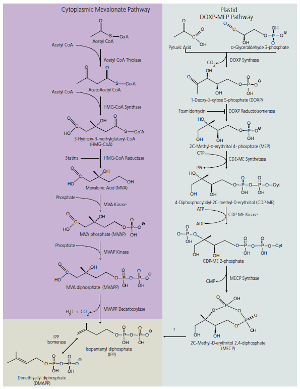 dietary-figure-1-v3a9 cytoplasmic mevalonic acid pathway