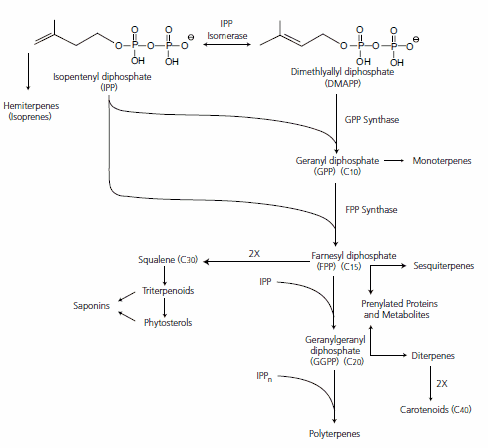 dietary-figure-2-v3a9 Synthesis of the various terpene classes