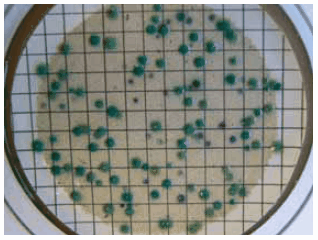 CP ChromoSelect Agar Cl. Perfringens appears as green colonies CP ChromoSelect Agar Cl. Perfringens appears as green colonies