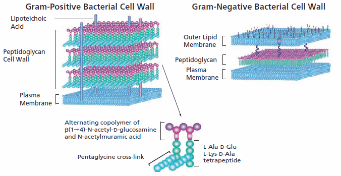 How Antibiotics Work