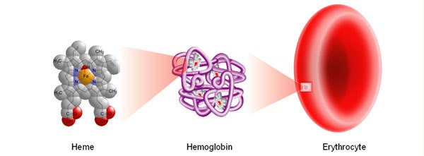 Image of Heme, Hemoglobin, and Erythrocyte
