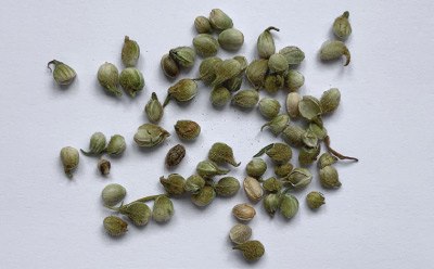 Cannabis sativa “Santhica” separated into leaves (top), stems (middle) and seeds (bottom). Cannabis sativa “Santhica” Separated into Leaves (top), Stems (middle) and Seeds (bottom).