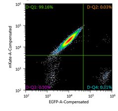FACS analysis of Jurkat Landing Pad clone nucleofected with Cre mRNA and targeting DNA vector containing EGFP for exchange, one week post-nucleofection FACS analysis of Jurkat Landing Pad clone nucleofected with Cre mRNA and targeting DNA vector containing EGFP for exchange, one week post-nucleofection