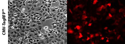 TagRFP Control vector 