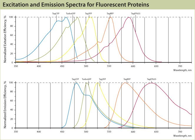 Excitation and Emission Spectra for Fluorescent Proteins