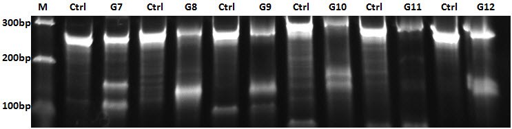 Representative gel from CEL-I Assay Representative gel from CEL-I Assay