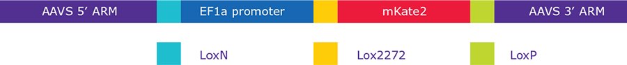 Illustration of landing pad construct inserted in AAVS1 safe harbor locus. The EF1α promoter and mKATE2 gene are flanked and separated by lox sequences for easy recombination by the Cre protein. Illustration of landing pad construct inserted in AAVS1 safe harbor locus