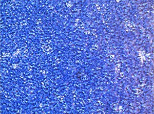 cP-gp Knockout hP-gp transfected MDCKII Cell Lines cP-gp Knockout hP-gp transfected MDCKII Cell Lines