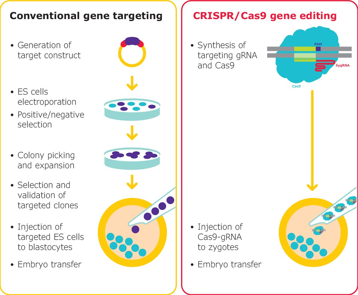 Gene editing in mouse embryos is traditionally a long process, however, RNP-based editing with CRISPR reduces the complexity. Mouse models can be generated rapidly, for nearly any target. SygRNA® is suitable for both microinjection and electroporation of embryos.