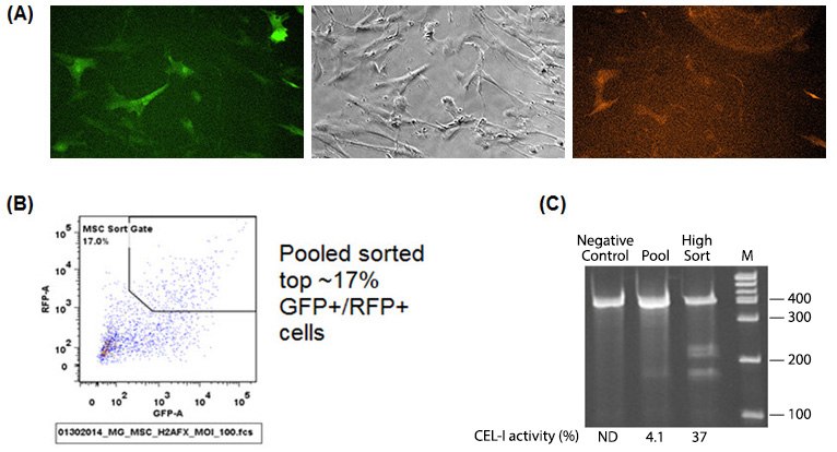 MSC cells are hard to transfect cells that when nucleofected