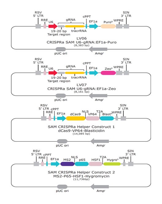 sam-crispr-construct