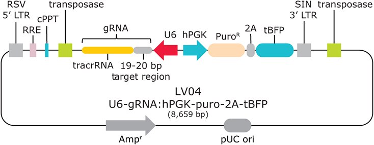 Sanger Lentiviral CRISPR vector schematic (LV04) Sanger Lentiviral CRISPR vector schematic (LV04)