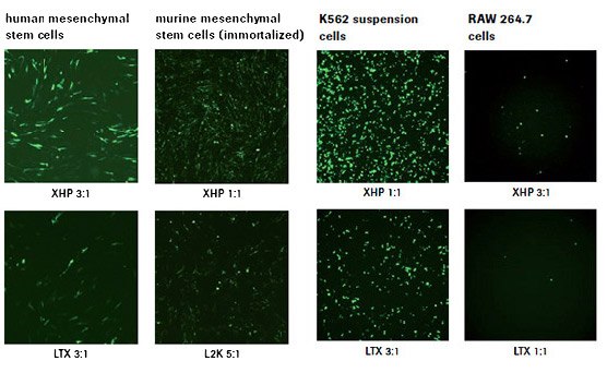 X-tremeGENE™ HP DNA Transfection Reagent outperforms competitor reagents in difficult-to-transfect cell types. X-tremeGENE™ HP DNA Transfection Reagent outperforms competitor reagents in difficult-to-transfect cell types.