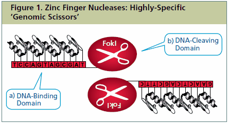Each Zinc Finger Nuclease (ZFN) consists of two functional domains: a) A DNA-binding domain comprised of a chain of two-finger modules, each recognizing a unique hexamer (6 bp) sequence of DNA. Two-finger modules are stitched together to form a Zinc Finger Protein, each with specificity of > 12 bp. b) A DNA-cleaving domain comprised of the nuclease domain of FokI. When a pair of ZFNs binds adjacent sites on DNA with the correct orientation and spacing, a highly-specific pair of ‘genomic scissors’ is created.