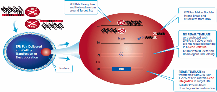 ZFN-mediated genome editing takes place in the nucleus when a pair of ZFNs targeting the user’s gene of interest (GOI) is delivered transiently into a cell line, either by transfection or electroporation.