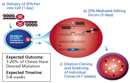 Cell line modification using ZFNs is simple and relies on standard processes such as transfection, dilution cloning, and genotyping. Using ZFNs to Create Modified Cell Lines