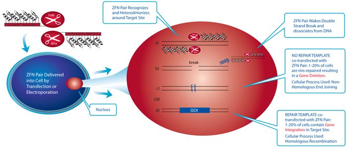 ZFN-mediated genome editing takes place in the nucleus when a ZFN pair targeting the user’s gene of interest is delivered into a parental cell line, either by transfection, electroporation or viral delivery. ZFN-Mediated Targeted Genome Editing