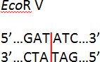 Blunt ends generated by EcoR V Blunt ends generated by EcoR V
