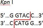 Cohesive end generated by Kpn I Cohesive end generated by Kpn I