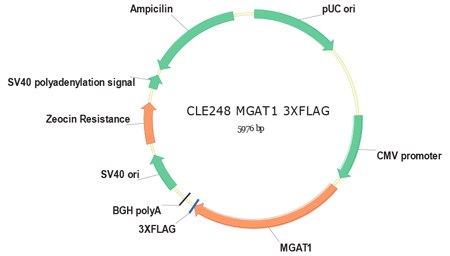 MGAT1 Overexpression Vector