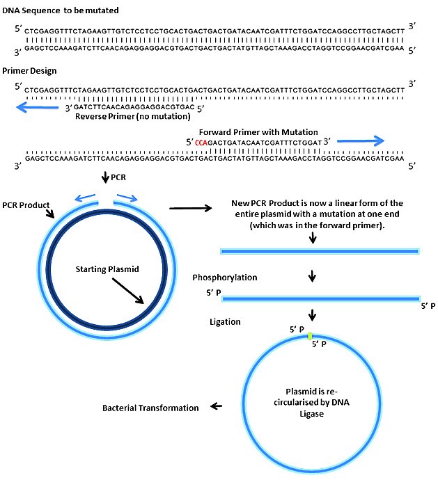 mutagenesis