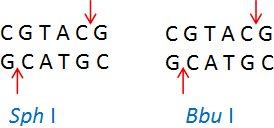 Sph I (CGTAC/G) and Bbu I (CGTAC/G) Sph I (CGTAC/G) and Bbu I (CGTAC/G)