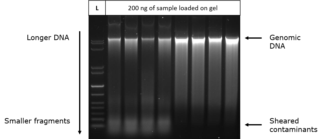  Agarose gel electrophoresis of prepared DNA. The first four lanes show greater sheared or low molecular weight nucleic acid contaminants in the preparation.