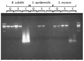 Agarose gel analysis of genomic DNA isolated from the indicated Gram(+) bacteria prepared using the GenElute Bacterial Genomic DNA Kit versus kits from other suppliers. Equal proportions of DNA were resolved on a 1%, 1X TBE agarose gel. The Lambda Hind III ladder (<a href="/product/SIGMA/D9780">Product No. D9780</a>) was used as a size standard. GenElute Bacterial Gram Positive