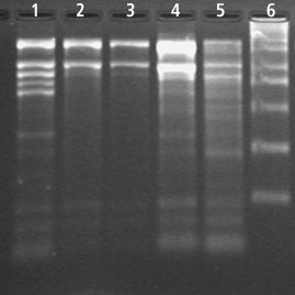 Total RNA Extraction from Cotton using Spectrum™ Total RNA Kit Total RNA Extraction from Cotton using Spectrum™ Total RNA Kit