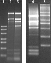 Total RNA Extraction from Rice using Spectrum™ Total RNA kit Total RNA Extraction from Rice using Spectrum™ Total RNA kit