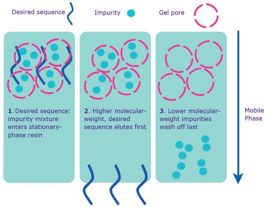 gel-filtration Separation via gel filtration.