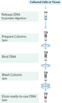 For purification of genomic DNA from a variety of cultured bacteria For purification of genomic DNA from a variety of cultured bacteria