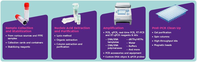 Steps in the PCR Assay Workflow Steps in the PCR Assay Workflow