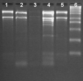 Total RNA Isolation from different tissues of Brinjal using the Spectrum™ Total RNA kit Total RNA Isolation from different tissues of Brinjal using the Spectrum™ Total RNA kit