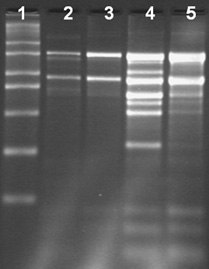 Total RNA Isolation from different tissue types of chilli using the Spectrum™ Total RNA kit Total RNA Isolation from different tissue types of chilli using the Spectrum™ Total RNA kit