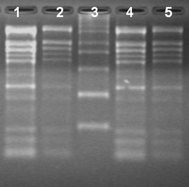 Total RNA Isolation from different ages of cotton leaves using the Spectrum™ Total RNA kit Total RNA Isolation from different ages of cotton leaves using the Spectrum™ Total RNA kit