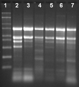 Total RNA Isolation from different tissue types of maize using the Spectrum™ Total RNA kit Total RNA Isolation from different tissue types of maize using the Spectrum™ Total RNA kit
