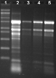 Total RNA Isolation from different tissue types of papaya using the Spectrum™ Total RNA kit Total RNA Isolation from different tissue types of papaya using the Spectrum™ Total RNA kit