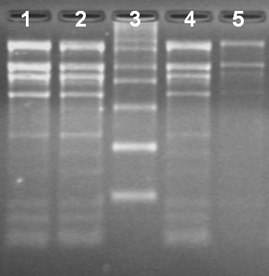 Total RNA Isolation from different ages of rice leaves using the Spectrum™ Total RNA kit Total RNA Isolation from different ages of rice leaves using the Spectrum™ Total RNA kit