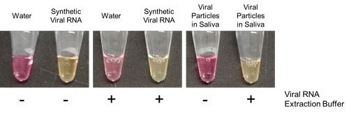 Viral RNA Extraction Buffer coupled with LAMP. Pink color indicated a negative result, while yellow indicated a positive result in which SARS-CoV-2 RNA was detected. Conditions with (+) or without (-) Viral RNA Extraction Buffer. Viral RNA Extraction Buffer coupled with LAMP
