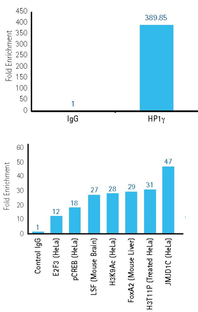 ChIP with cell line samples. ChIP with cell line samples